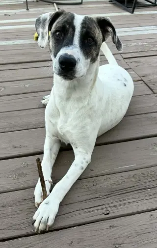 Patch