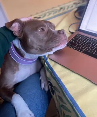 CANELO