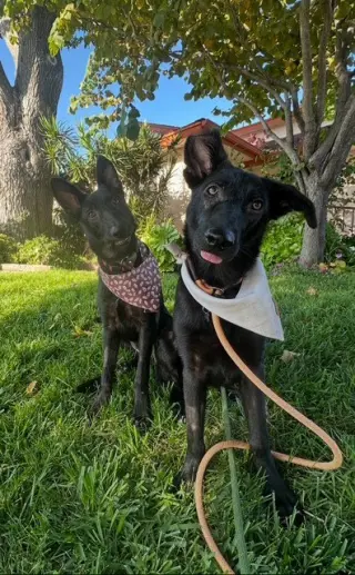 RACHEL, MONICA, & MENUSH