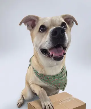 Gus