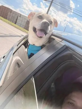 Gus