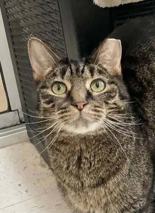 Fibonacci