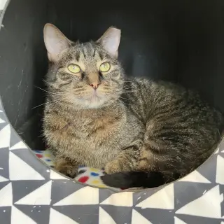 Fibonacci