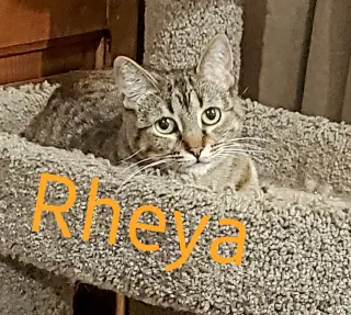 Rheya