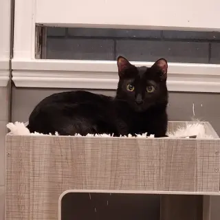 Phantom