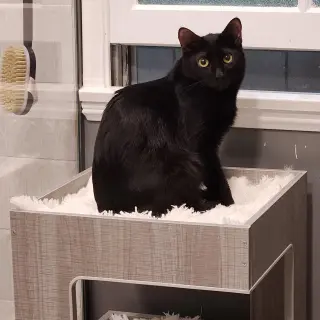 Phantom