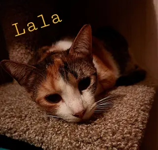 LaLa