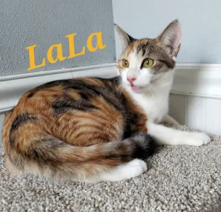 LaLa