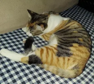 LaLa