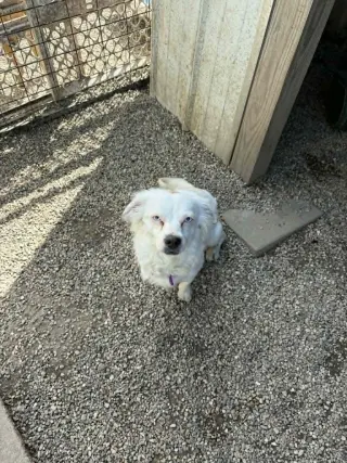 Bright Frankie