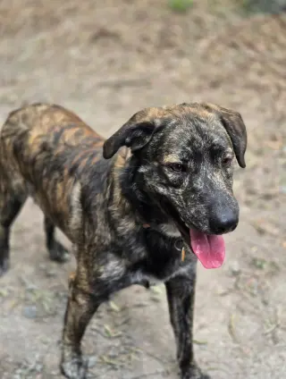 Clyde