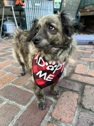 Birdie and Minnie BONDED PAIR BLIND DOGS