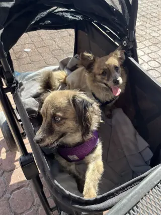 Birdie and Minnie BONDED PAIR BLIND DOGS