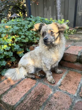 Birdie and Minnie BONDED PAIR BLIND DOGS