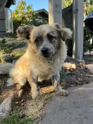 Birdie and Minnie BONDED PAIR BLIND DOGS