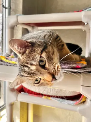 Slinky