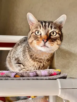 Slinky