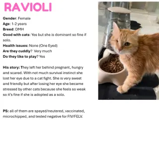 Ravioli SA Petite Pirate