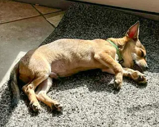 Pistachio