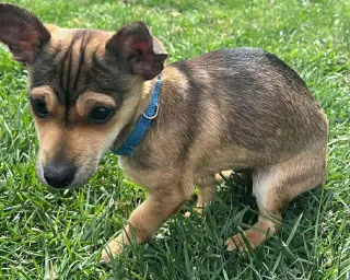 Pistachio