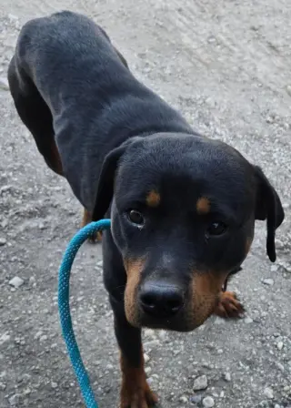 Penny