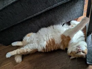 Arlo