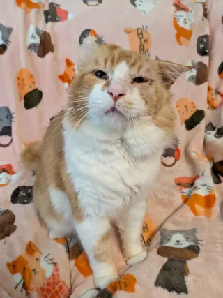 Arlo