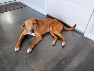 Bruno