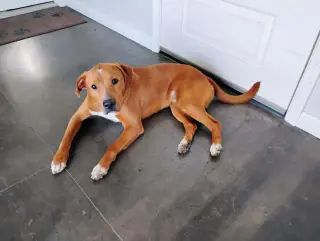 Bruno