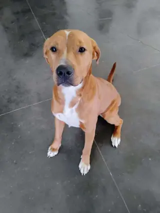 Bruno