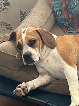 MAYBEL