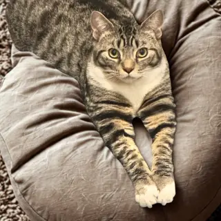 Archie