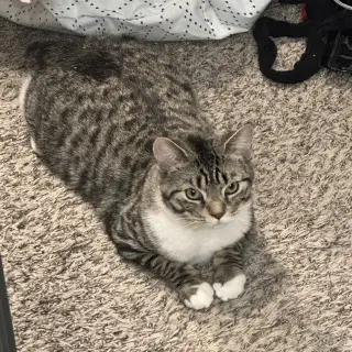 Archie