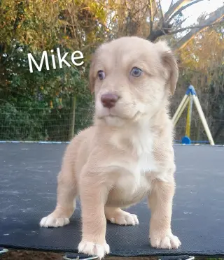 Mike