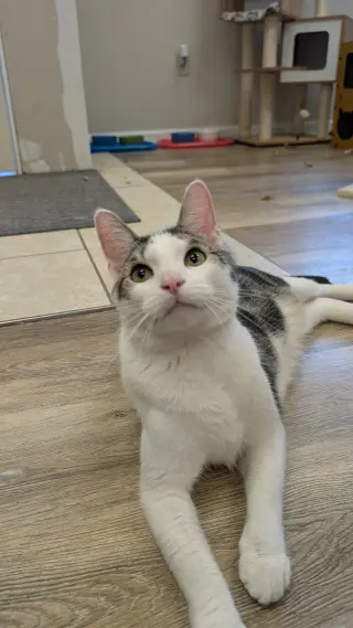Louie
