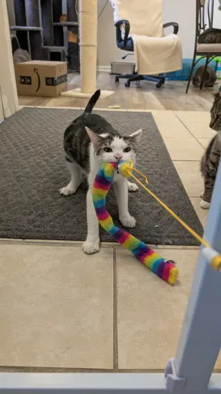 Louie