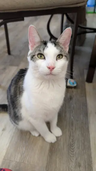 Louie