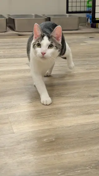 Louie