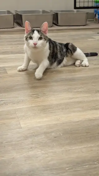Louie