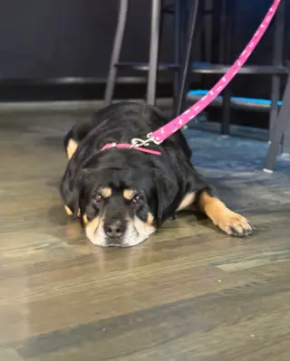 Lady Gabby