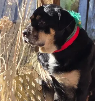 Lady Gabby