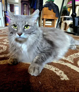 zz "Smokey" courtesy listing