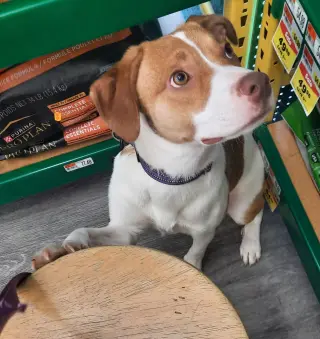 Amy