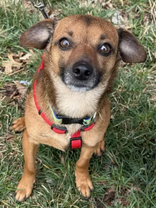 Mowie