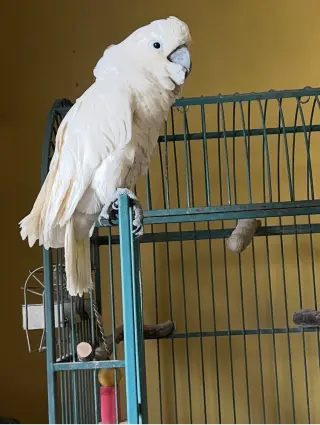 Norman