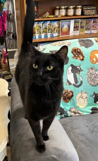 Sammy