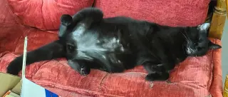 Sammy