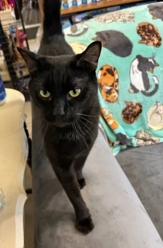 Sammy