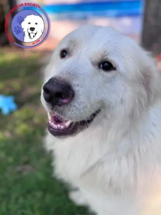 Finn