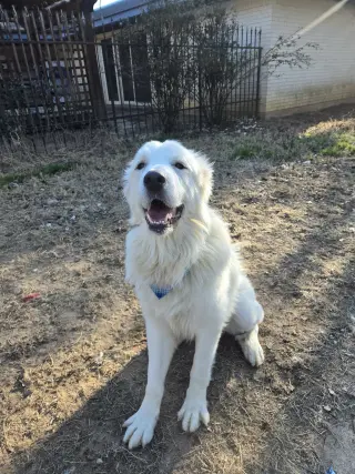 Finn